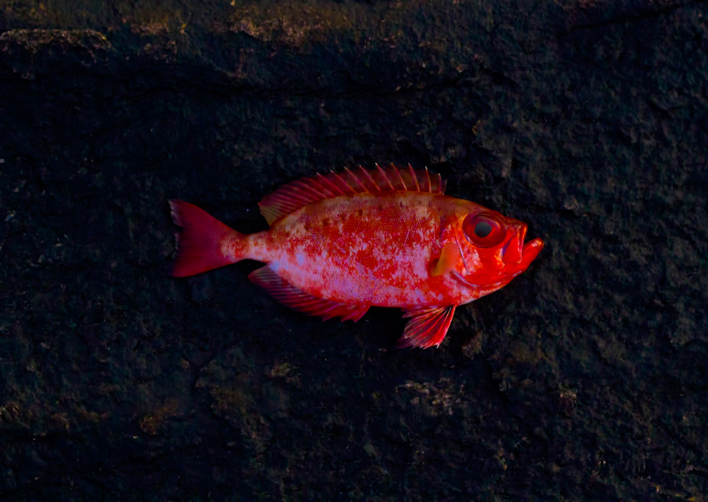 The red fish